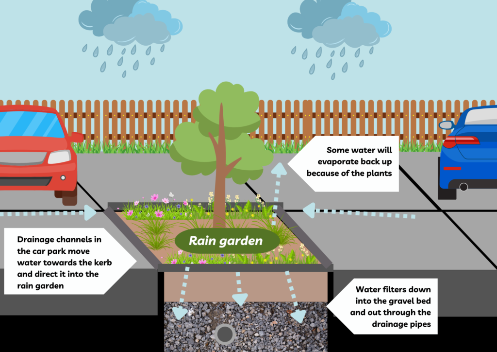 Diagram of how a rain garden works. It shows rain falling on the car park, running along gullies to the rain garden and filtering through the plants, soil and gravel. The plants also help evaporate the water into the air.